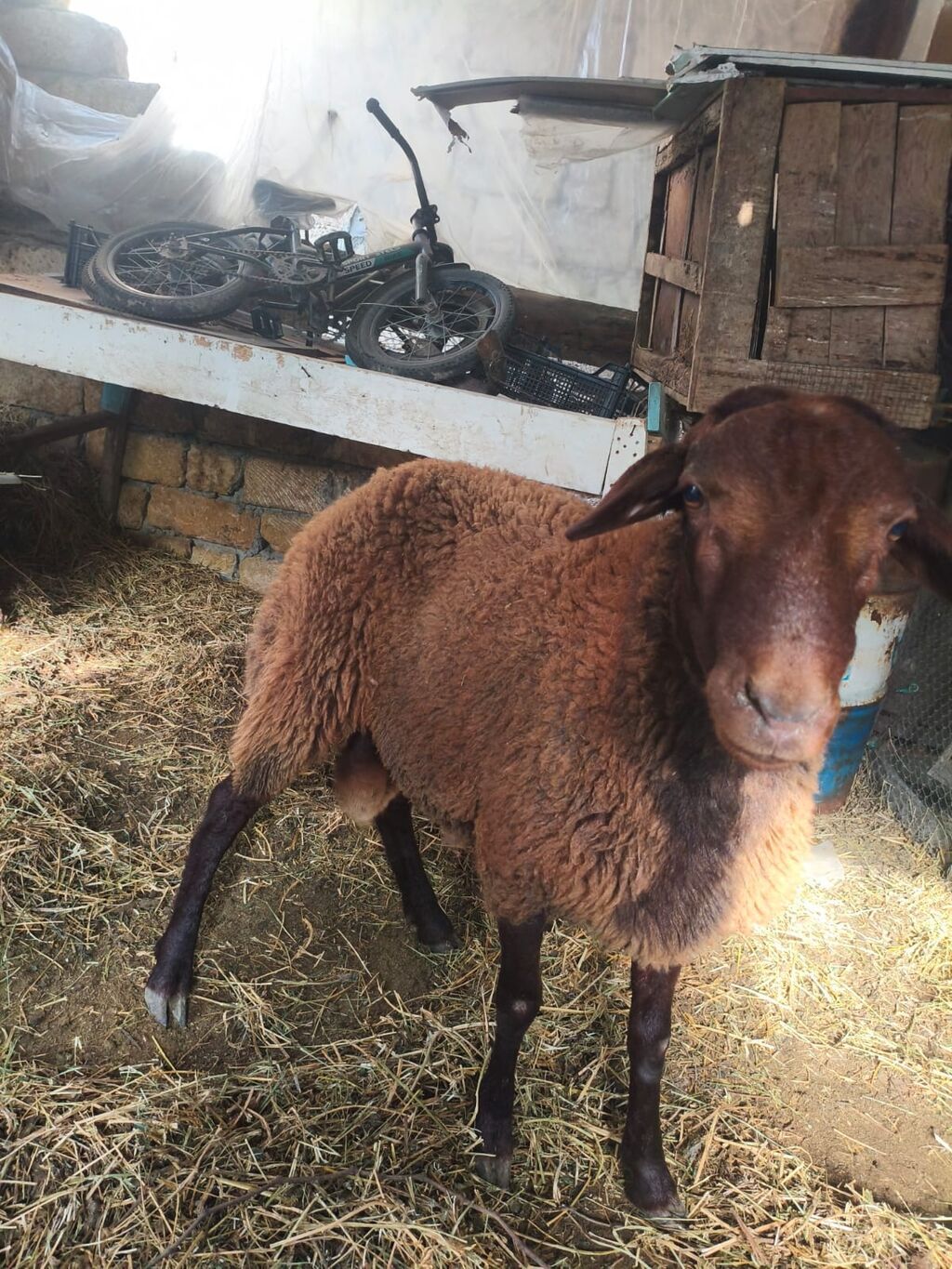 Satılan məhsul qoyundur. Tünd qəhvəyi rəngli, orta-böyük bədən — Heyvanlar, Bakı (7)