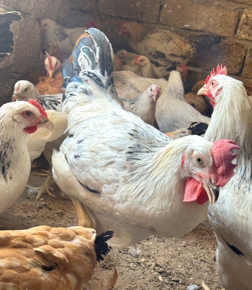 Kənd çolpası, xoruzu, toyuğu — Quşlar, Bakı (5)