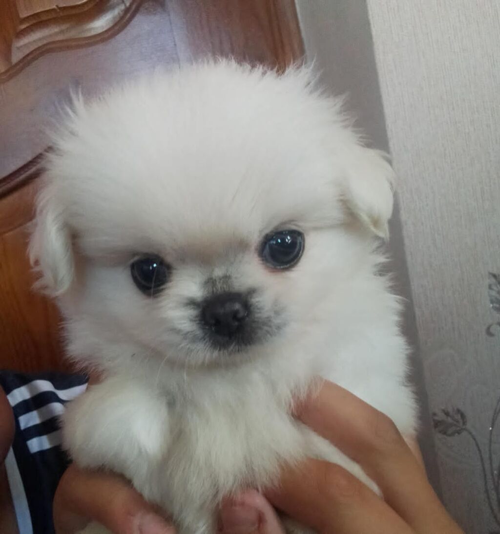 Pekines, 1 ay, Dişi, Peyvəndli — Heyvanlar, Bakı (2)