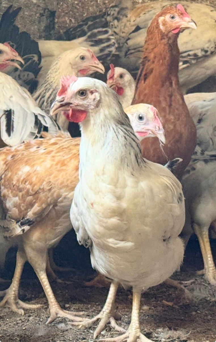 Kənd çolpası, xoruzu, toyuğu — Quşlar, Bakı (10)