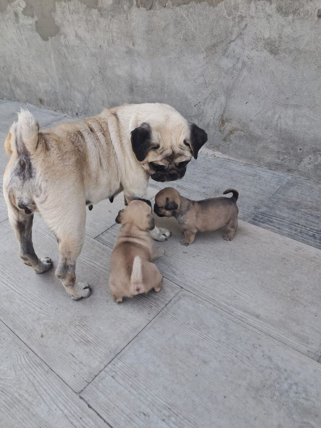 Mops — Heyvanlar, Bakı (2)