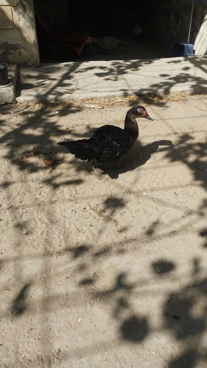 Ördəklər — Quşlar, Bakı (3)