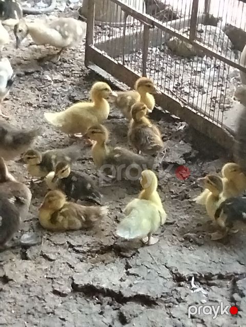 Məhsul: Ördək balaları (qarışıq rəngləi Çox gotrene endirim olunacag