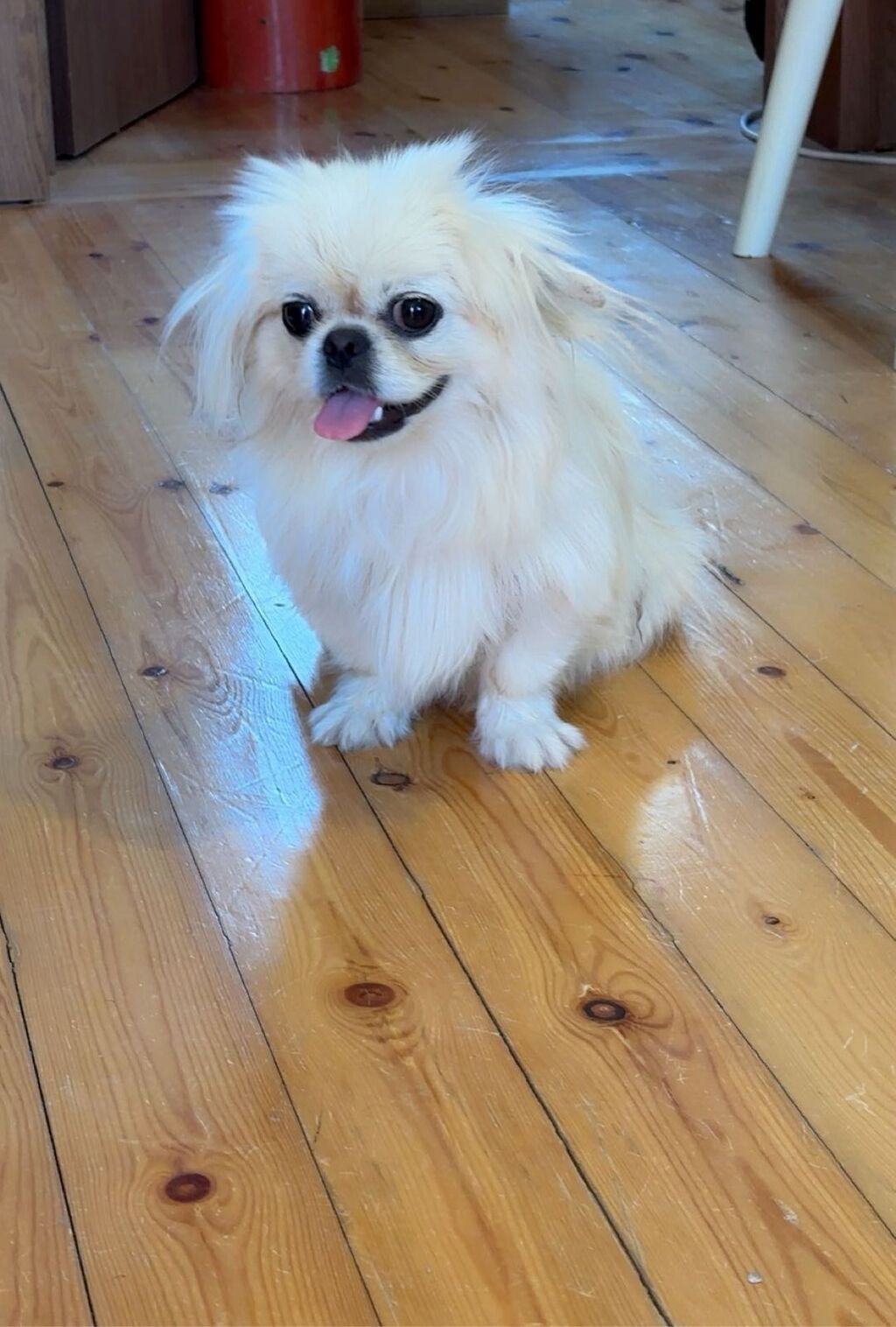 Pekines, 9 ay, Dişi, Peyvəndli, Ödənişli çatdırılma — Heyvanlar, Bakı (2)
