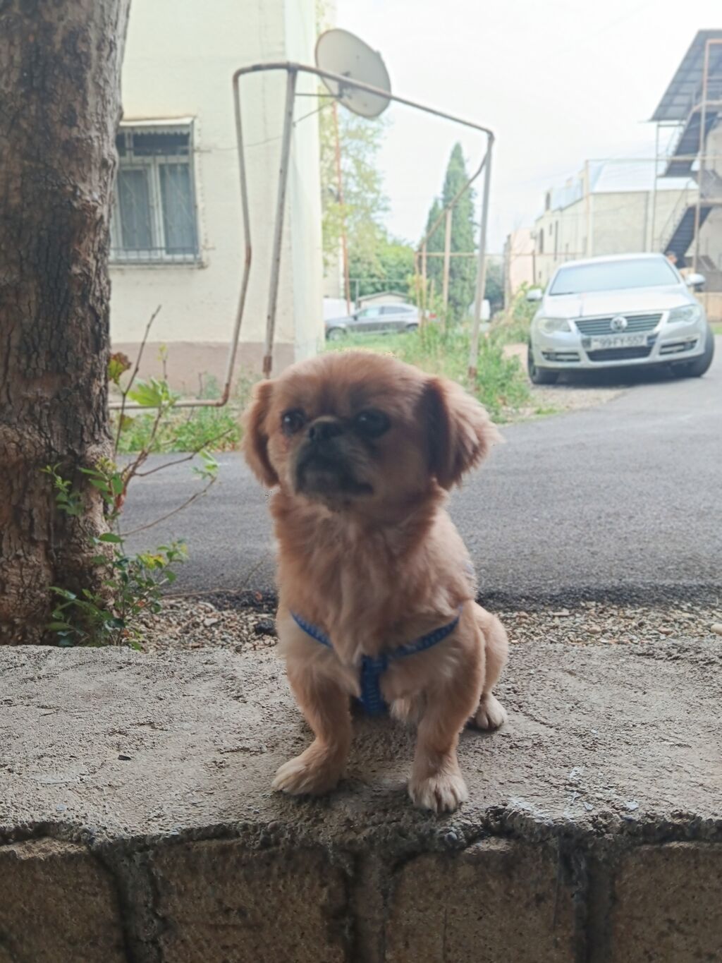 Pekines, 1 il, Erkək, Ünvandan götürmə — Heyvanlar, Gəncə (3)