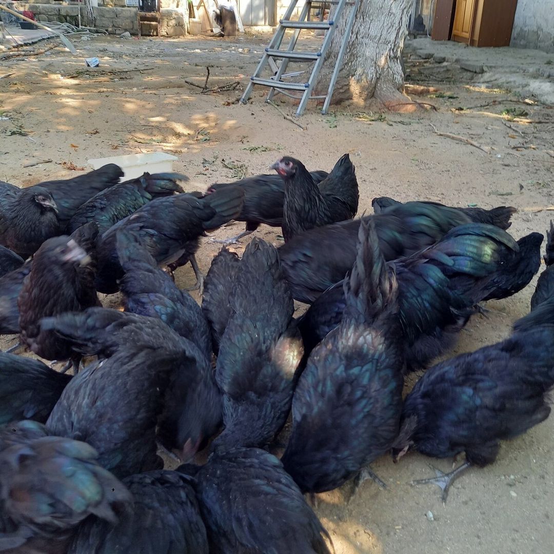 Avstrolorp toyuqları — Quşlar, Bakı (9)