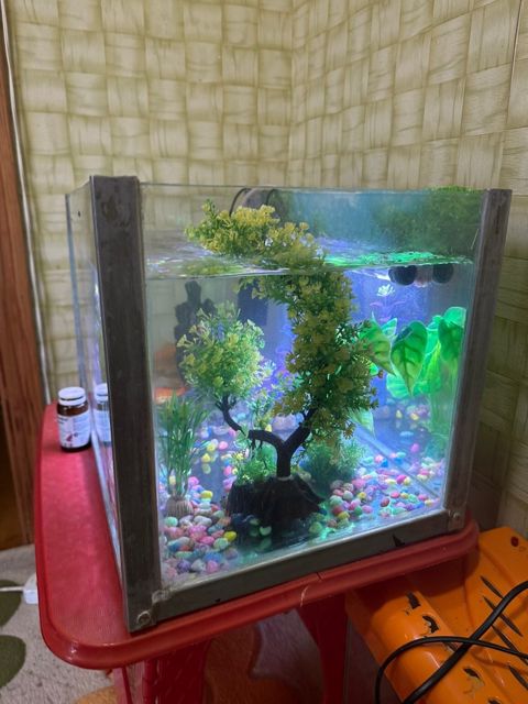 Akvarium — Bakı