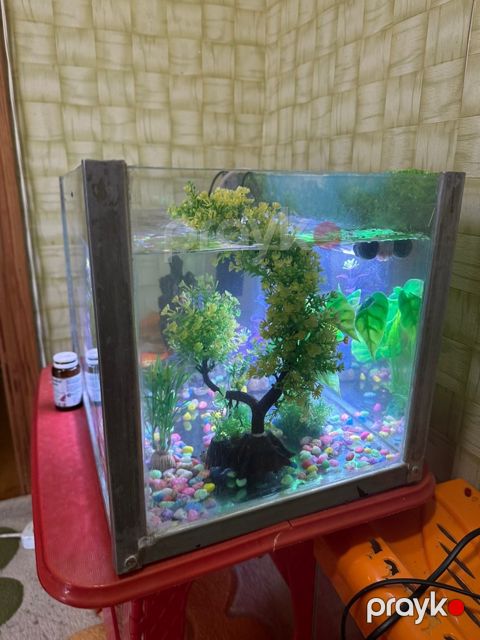 Akvarium — Bakı