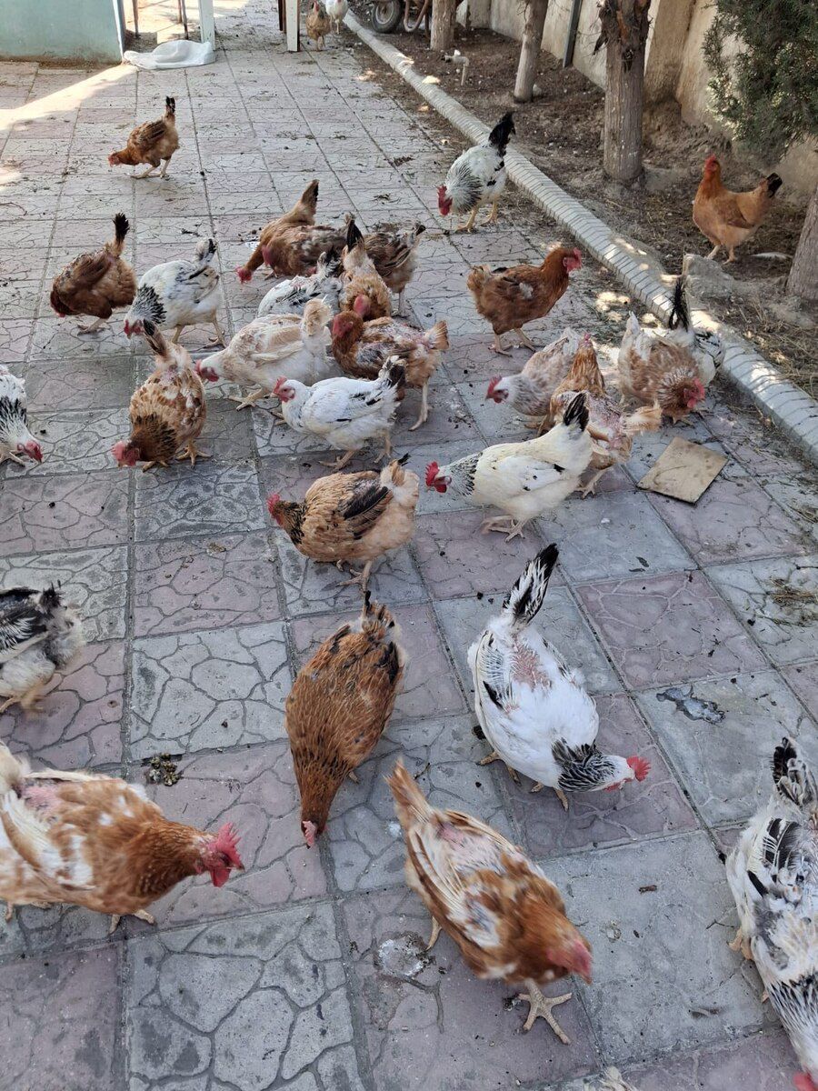 Xoruz və toyuqlar — Quşlar, Bakı (3)