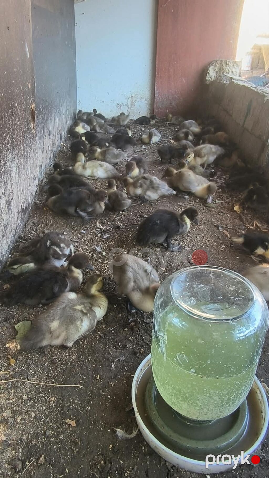 Byoukler 6 ayliq 23 azn Balcalar 1 ayliq 10 azn Çox sayda alana — Heyvanlar, Xırdalan (3)