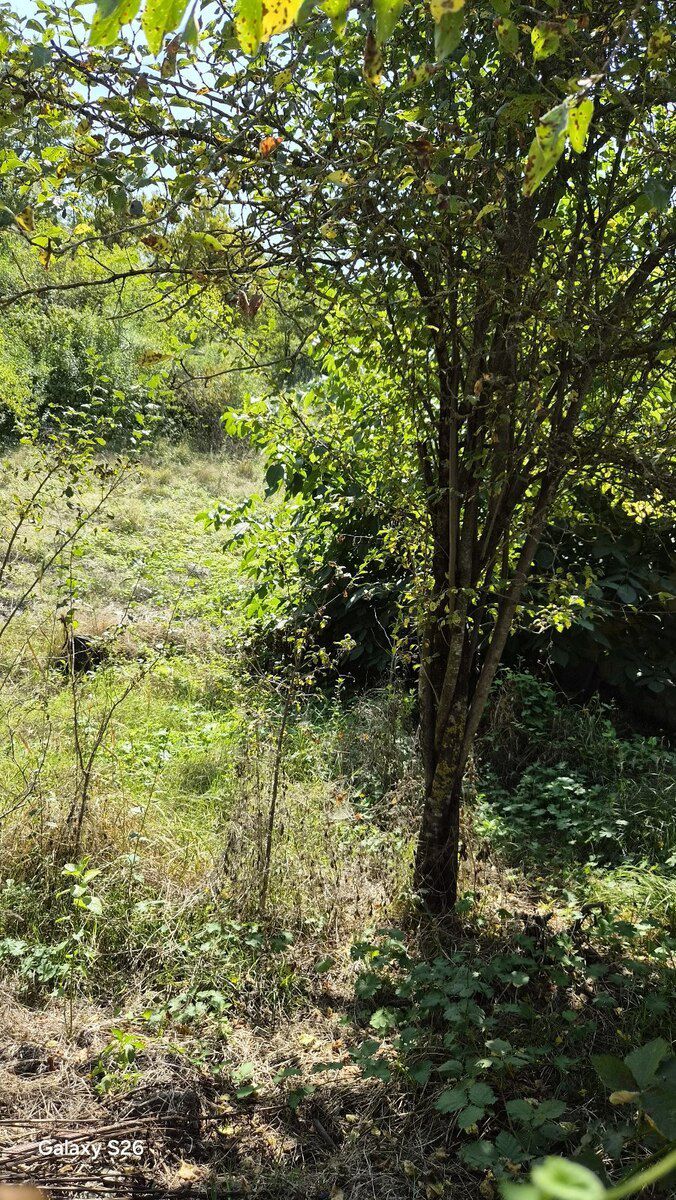 2 sot torpaq sahəsi, Qusar r — Torpaq, Qusar (4)