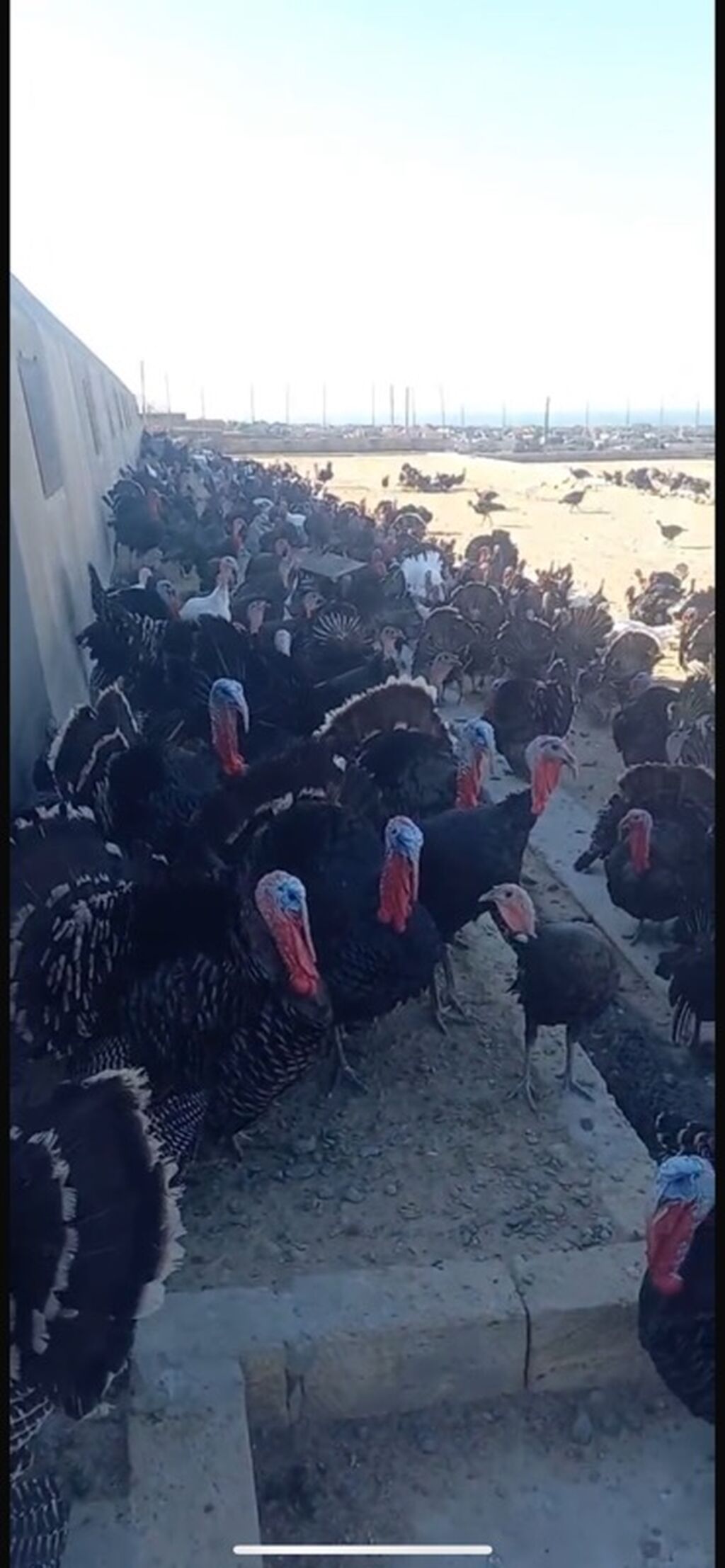 7-12 kq arasi kilosu 8 azn hinduşkalar en az 10 dene verilir 200 — Heyvanlar, Bakı (2)