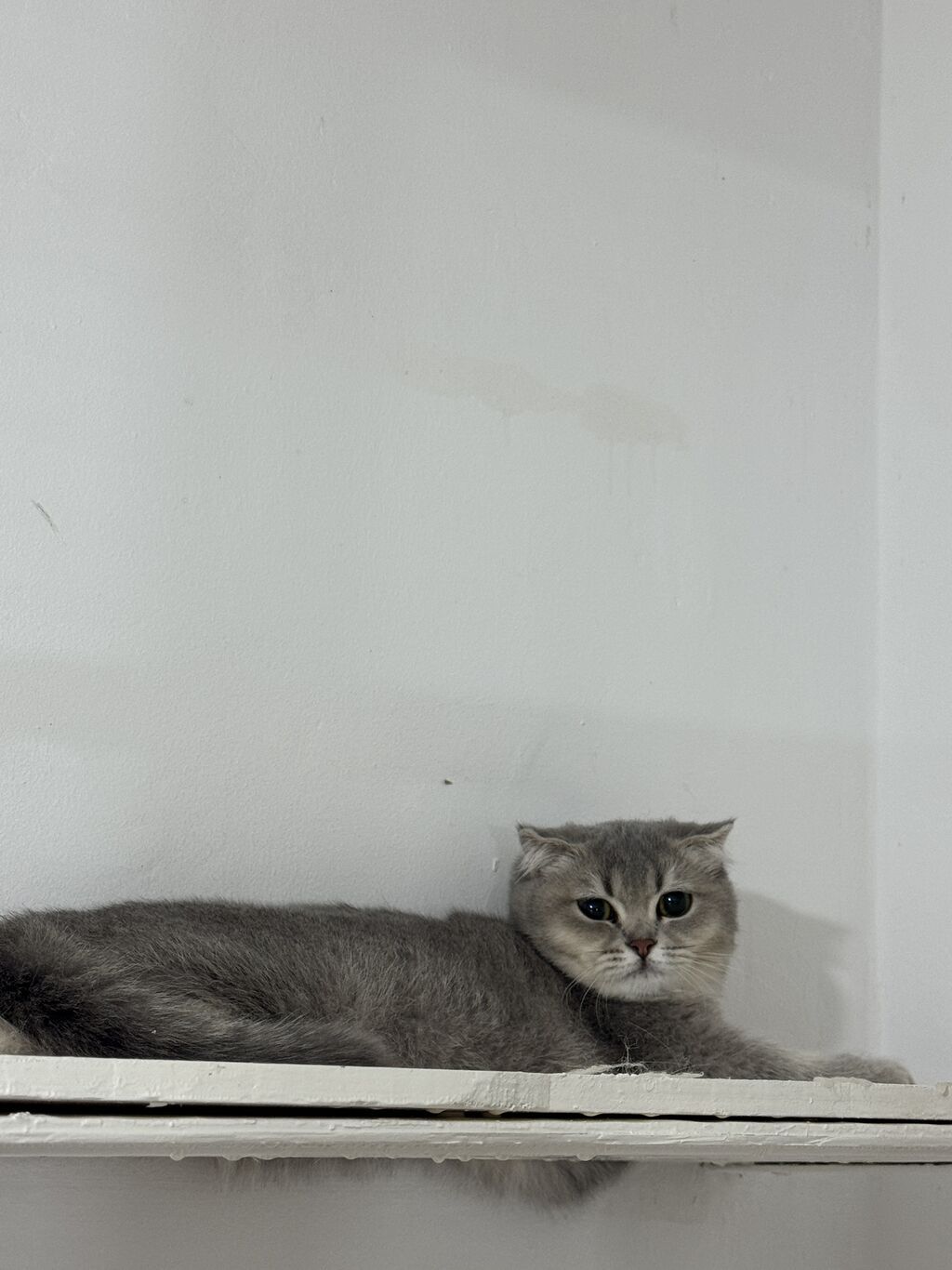 Şotland, Dişi, Yaxşı əllərə, Ünvandan götürmə — Pişiklər, Qobu (2)