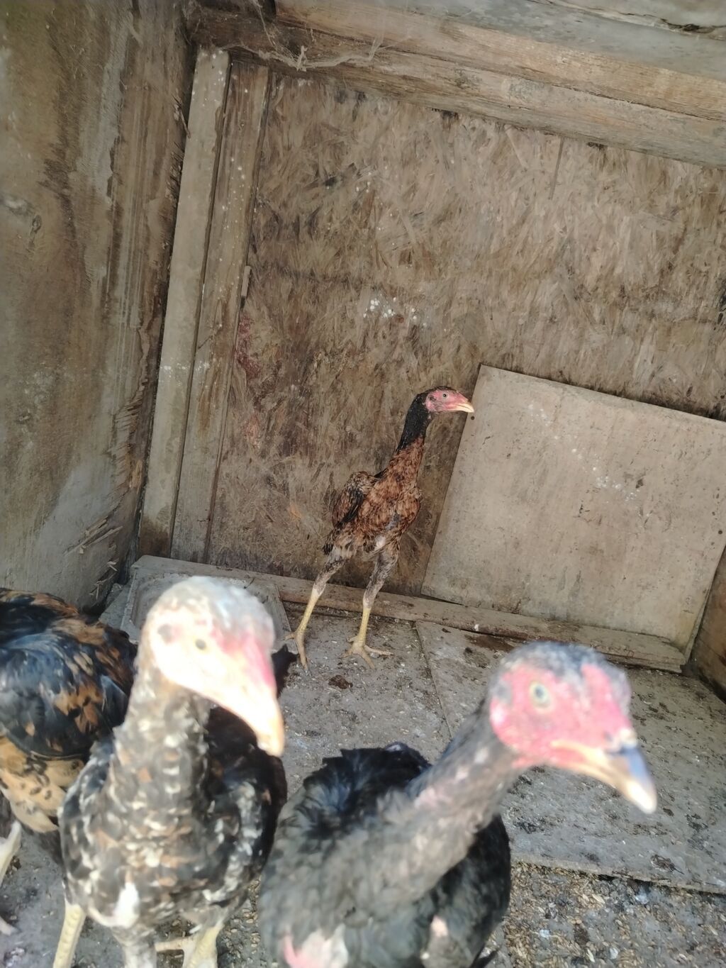 Toyuq cücələri, Damazlıq — Heyvanlar, Güzdək (2)