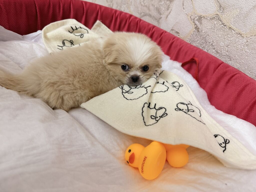 Pekines, 1 ay, Erkək — Heyvanlar, Qobu (3)