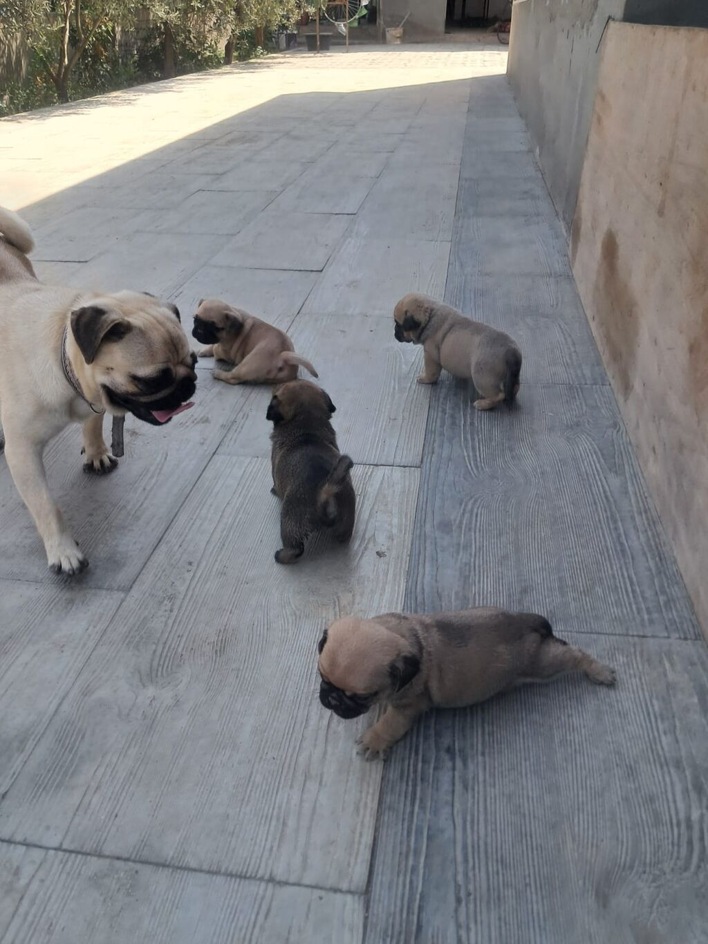 Mops — Heyvanlar, Bakı (5)