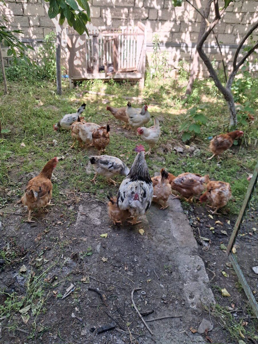 Xoruz və toyuqlar — Quşlar, Bakı (6)