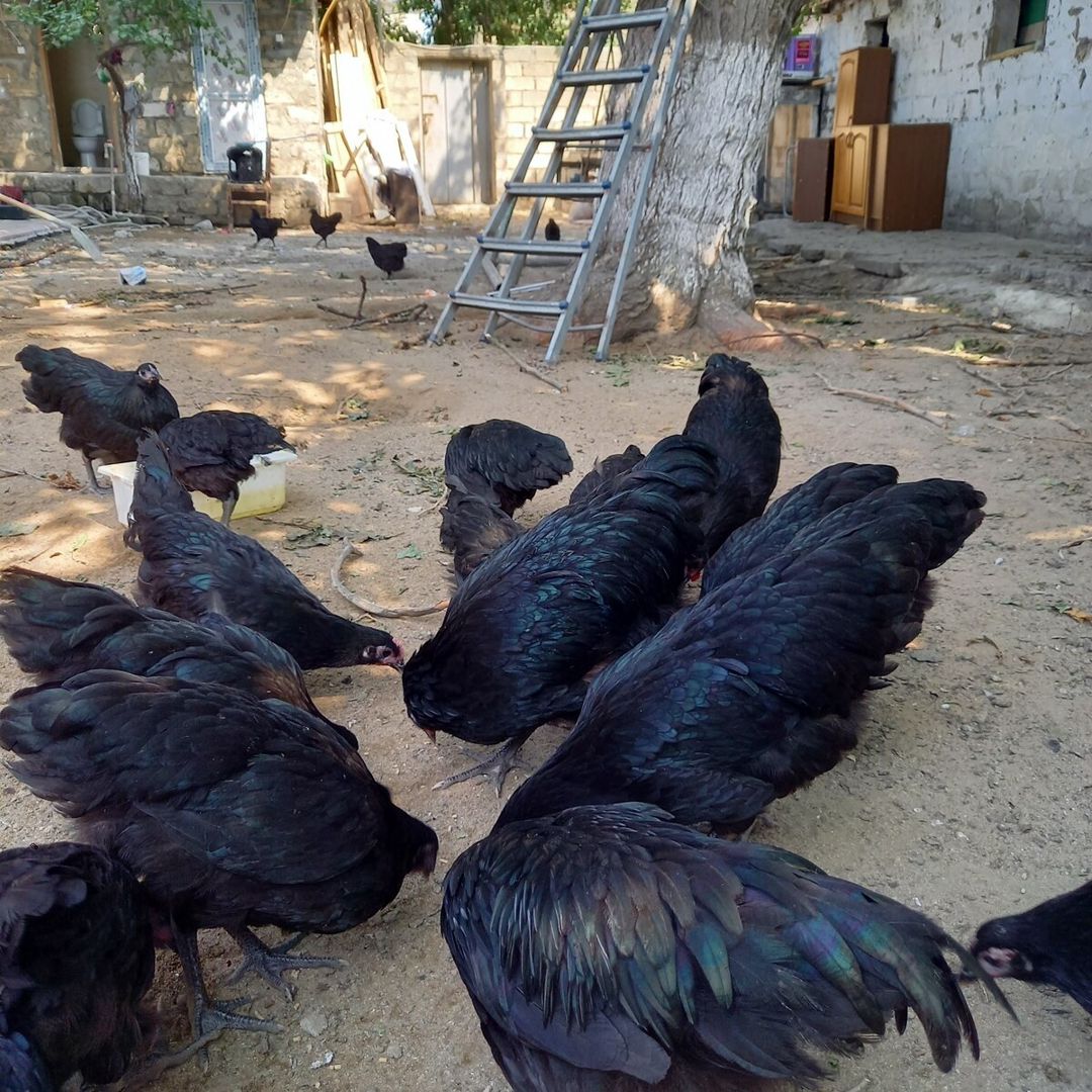 Avstrolorp toyuqları — Quşlar, Bakı (2)