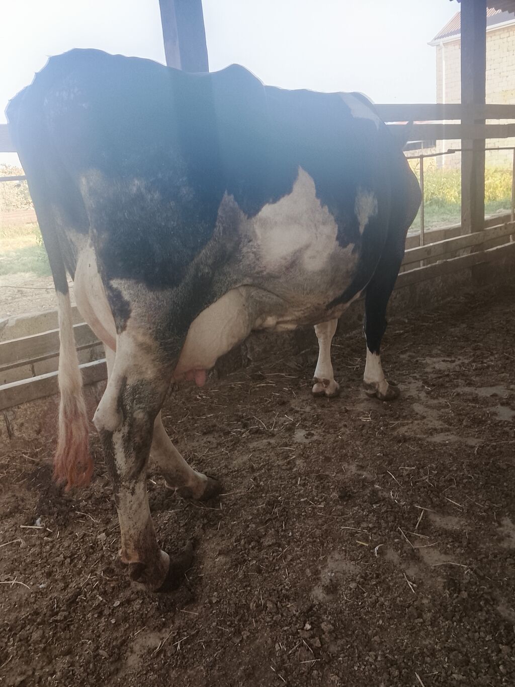 Dişi, Holsteyn, il: 5, Südlük — Heyvanlar, Hacıqabul (5)