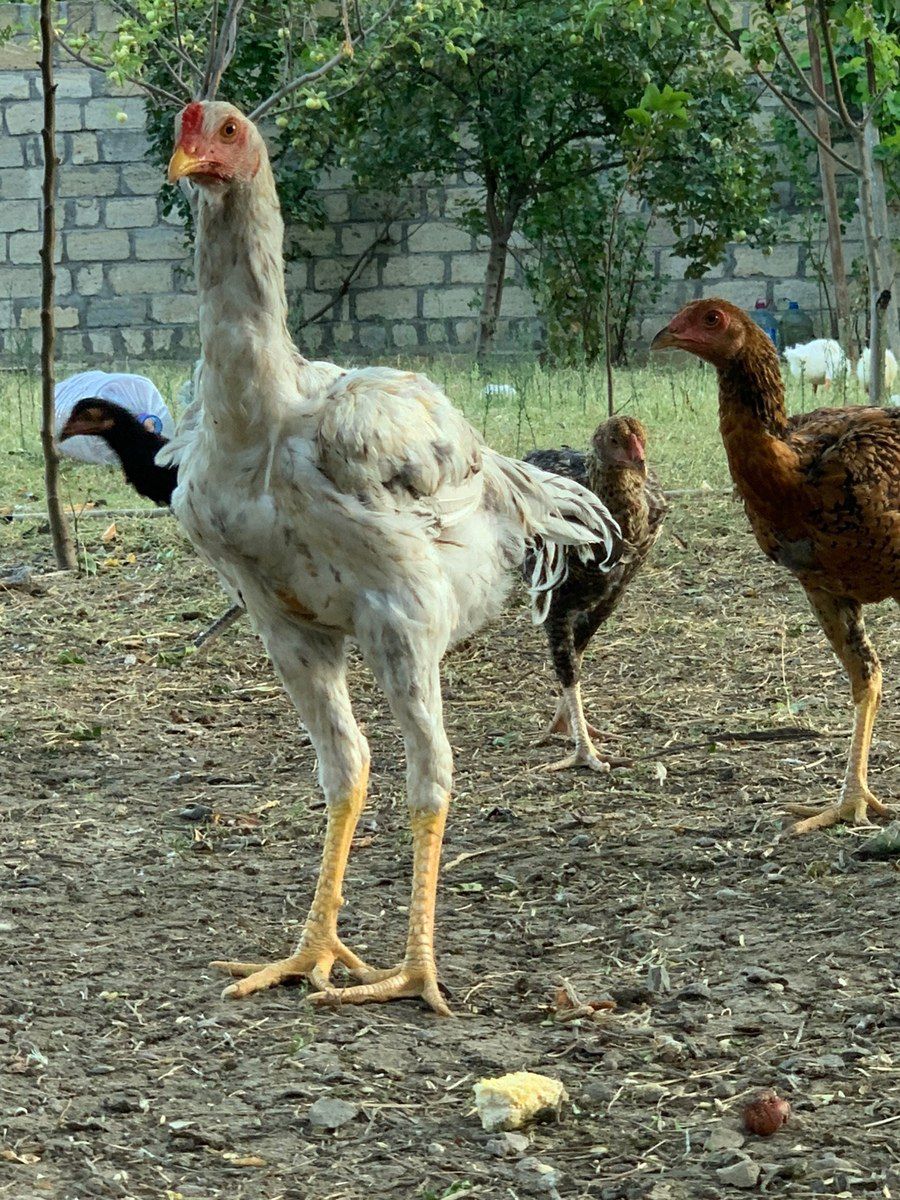 Heyratı xoruzu — Quşlar, Bakı (2)
