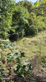 2 sot torpaq sahəsi, Qusar r — Qusar Zeyd Estate — Участок