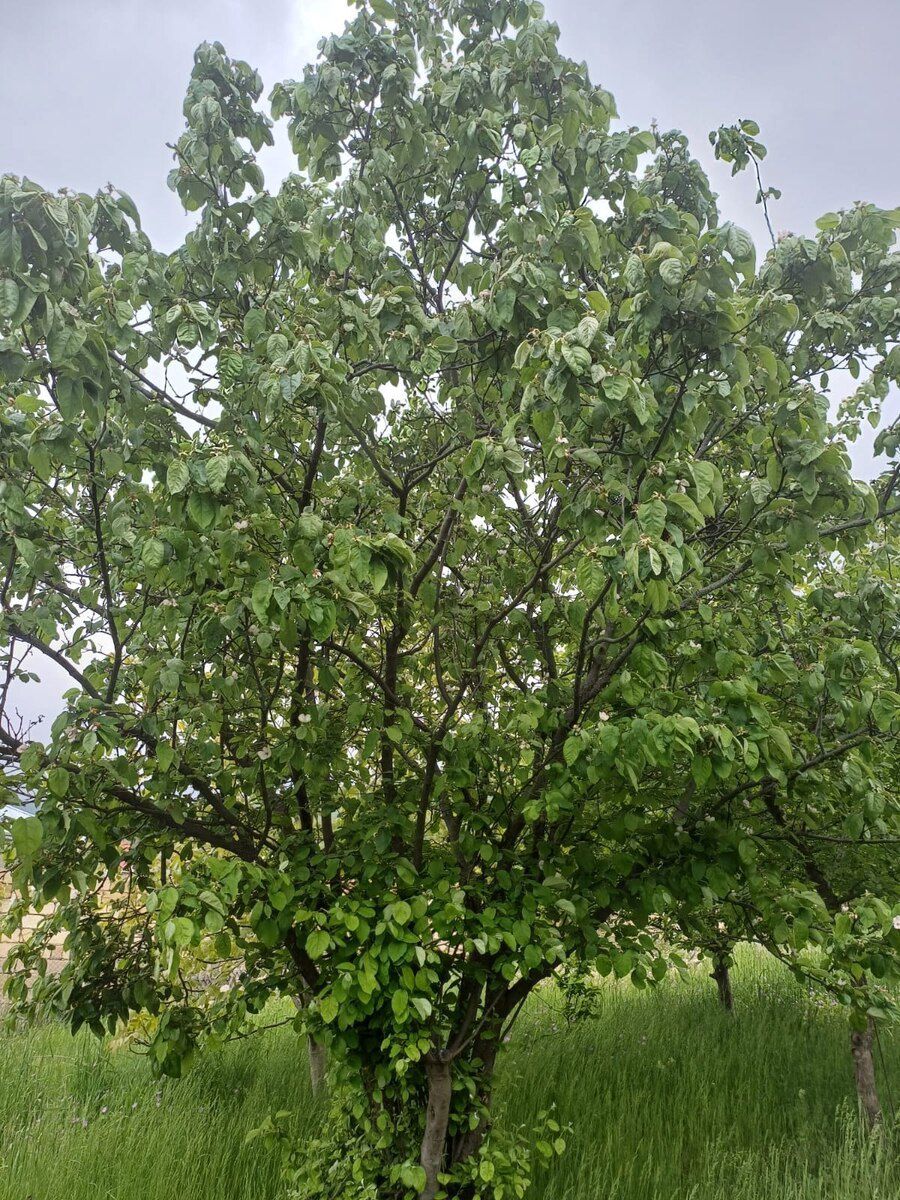 12 sot torpaq sahəsi, Şamaxı r — Torpaq, Şamaxı (2)