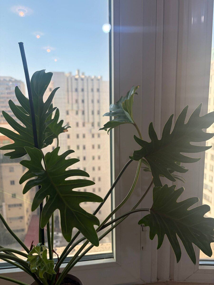 Philodendron Xanadu — Bitkilər, Bakı (3)