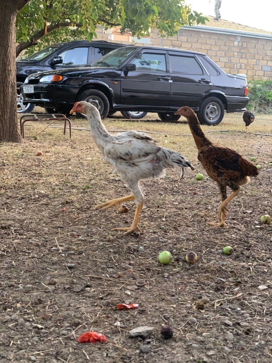 Heyratı xoruzu — Quşlar, Bakı (3)