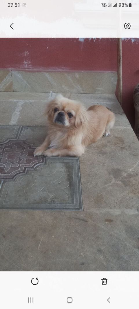 Pekines — Bakı