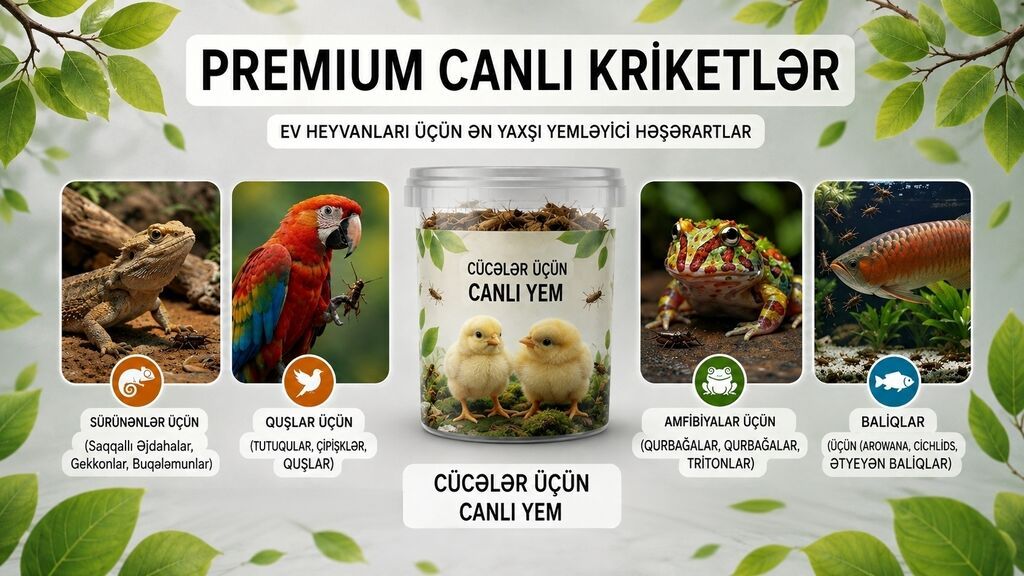 Məhsul: Canlı kriketlər – sürünənlər və quşlar üçün premium yem — Heyvanlar, Masazır (5)