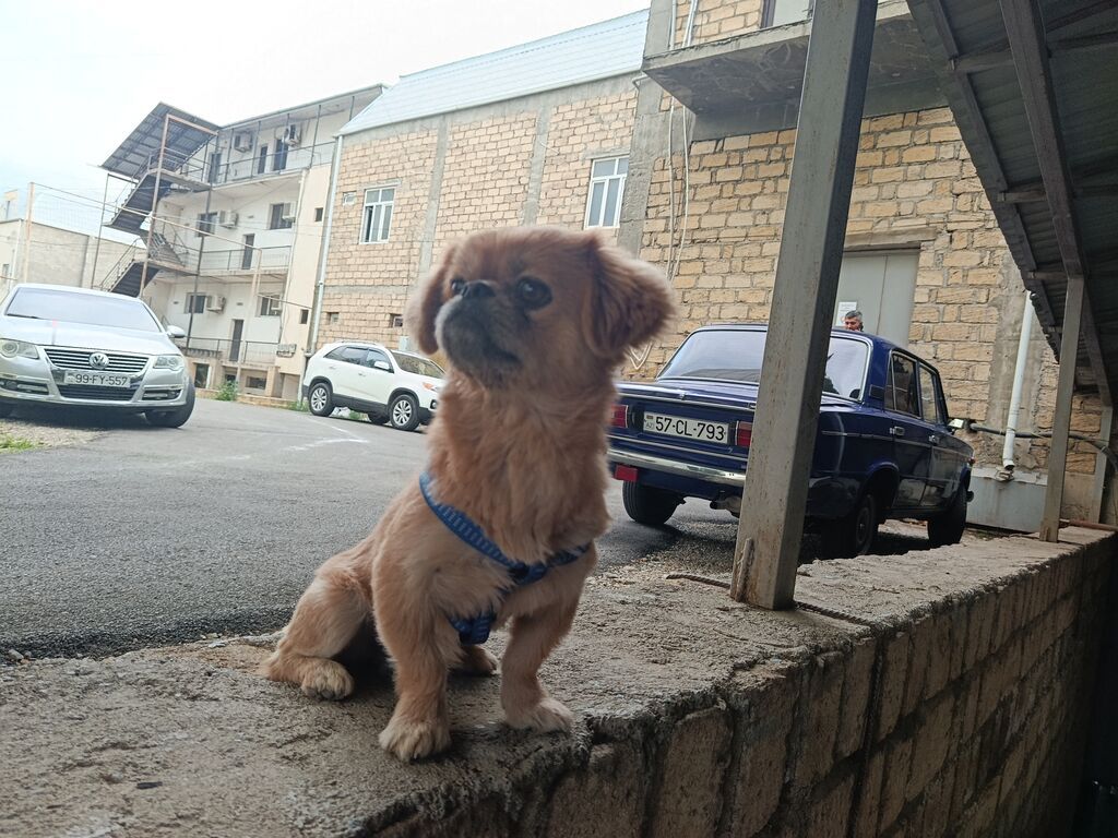 Pekines, 1 il, Erkək, Ünvandan götürmə — Heyvanlar, Gəncə (10)