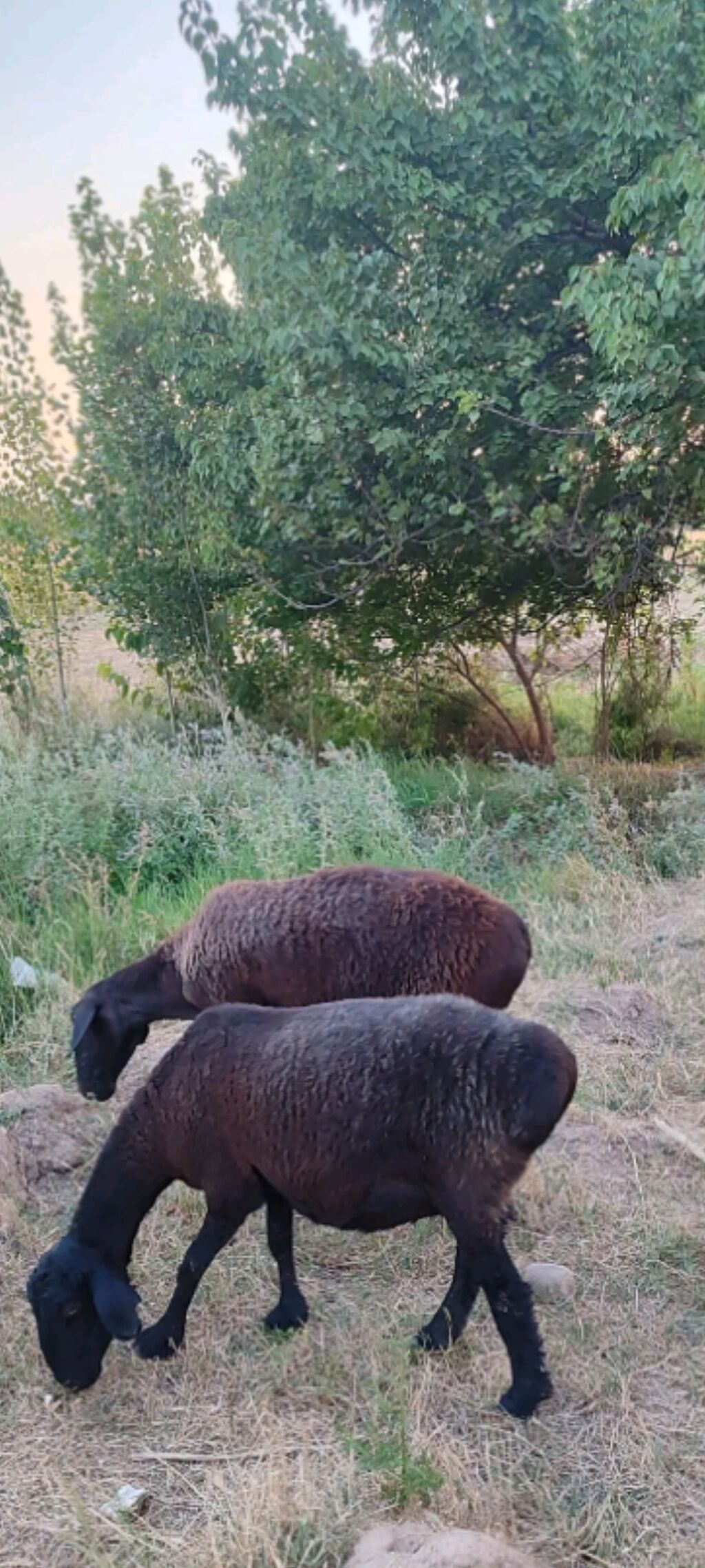 Təçili iki ədəd damazdıg baogaz qoyunlar satıır qiymeti bir edede — Heyvanlar, Bakı (3)
