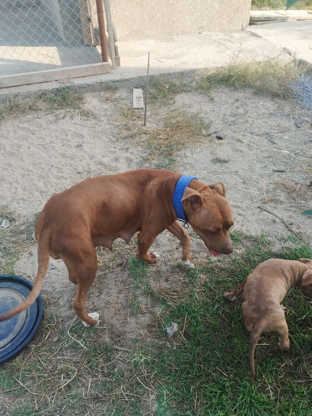 Pitbul, 2 ay, Dişi — Heyvanlar, Digah (6)