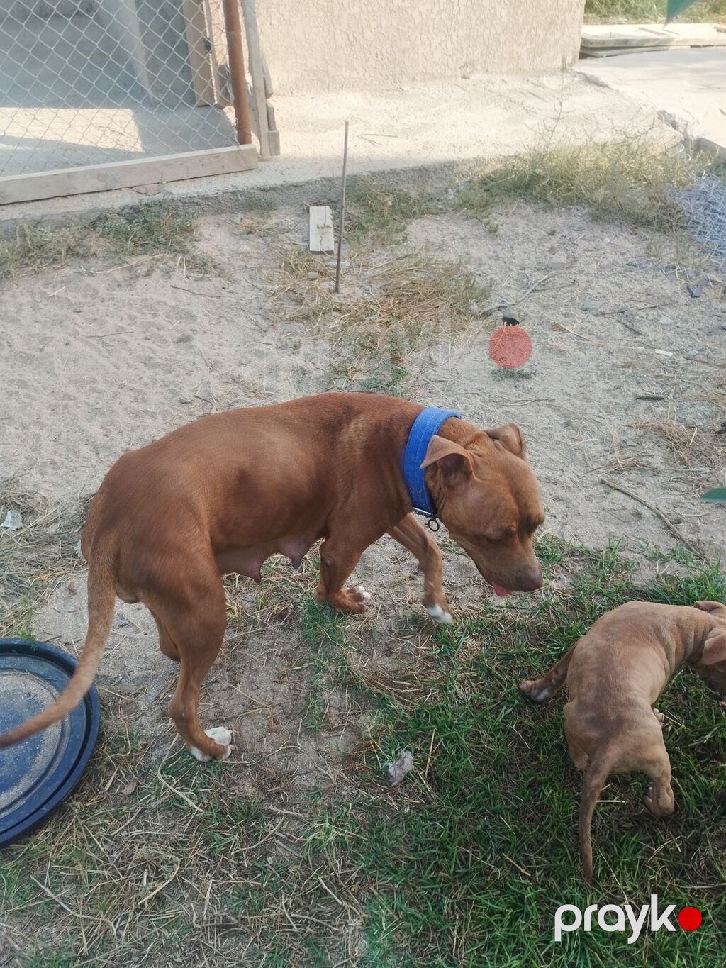 Pitbul, 2 ay, Dişi — Heyvanlar, Digah (6)