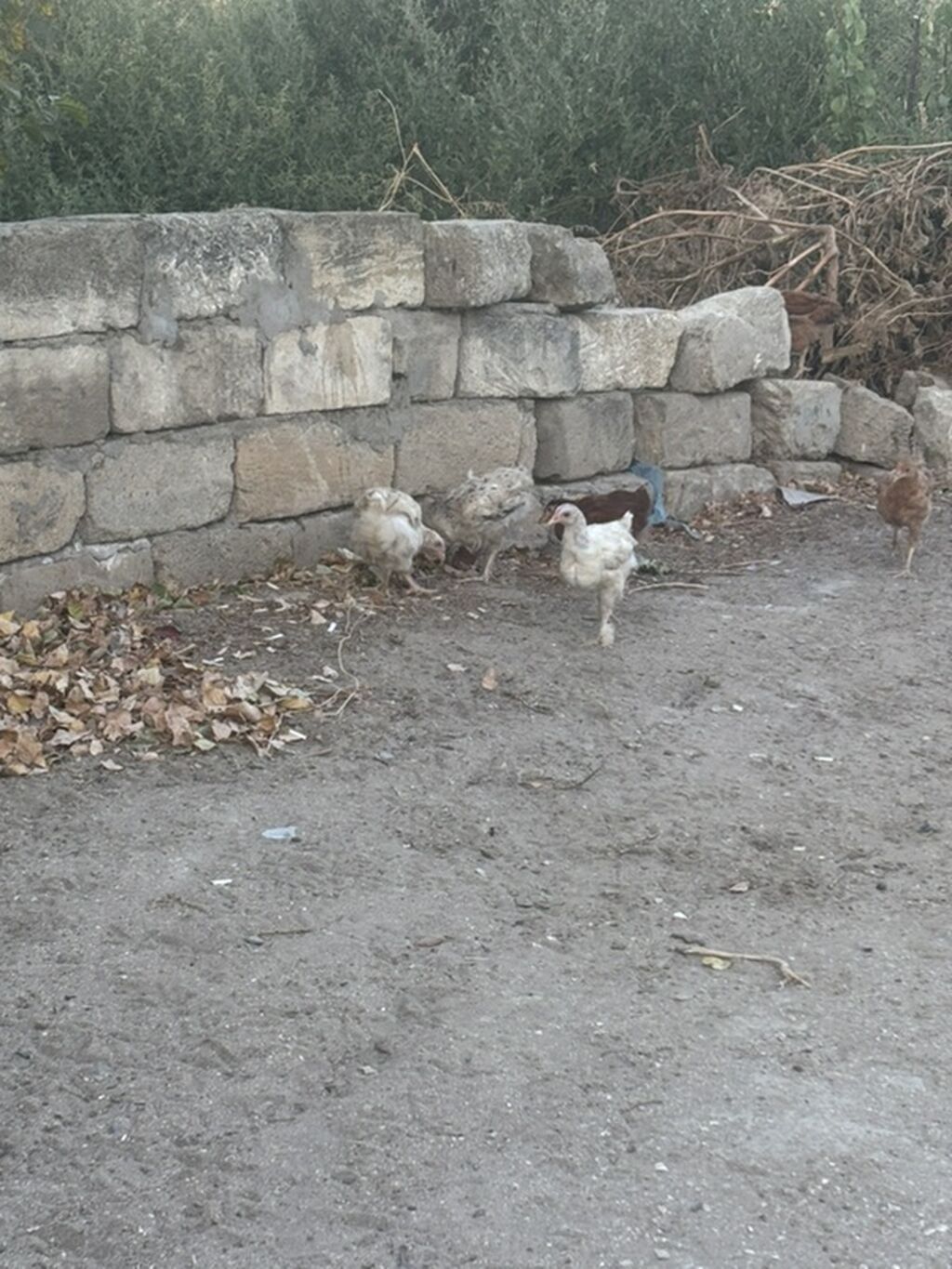 Toyuq cücələri, Ətlik — Heyvanlar, Digah (2)