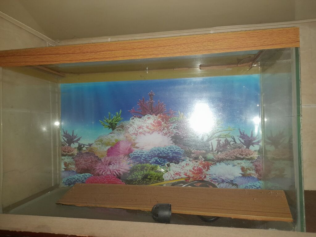 Dördbucaq akvarium, Boş, 10 l, Ünvandan götürmə — Heyvanlar, Bakı (2)