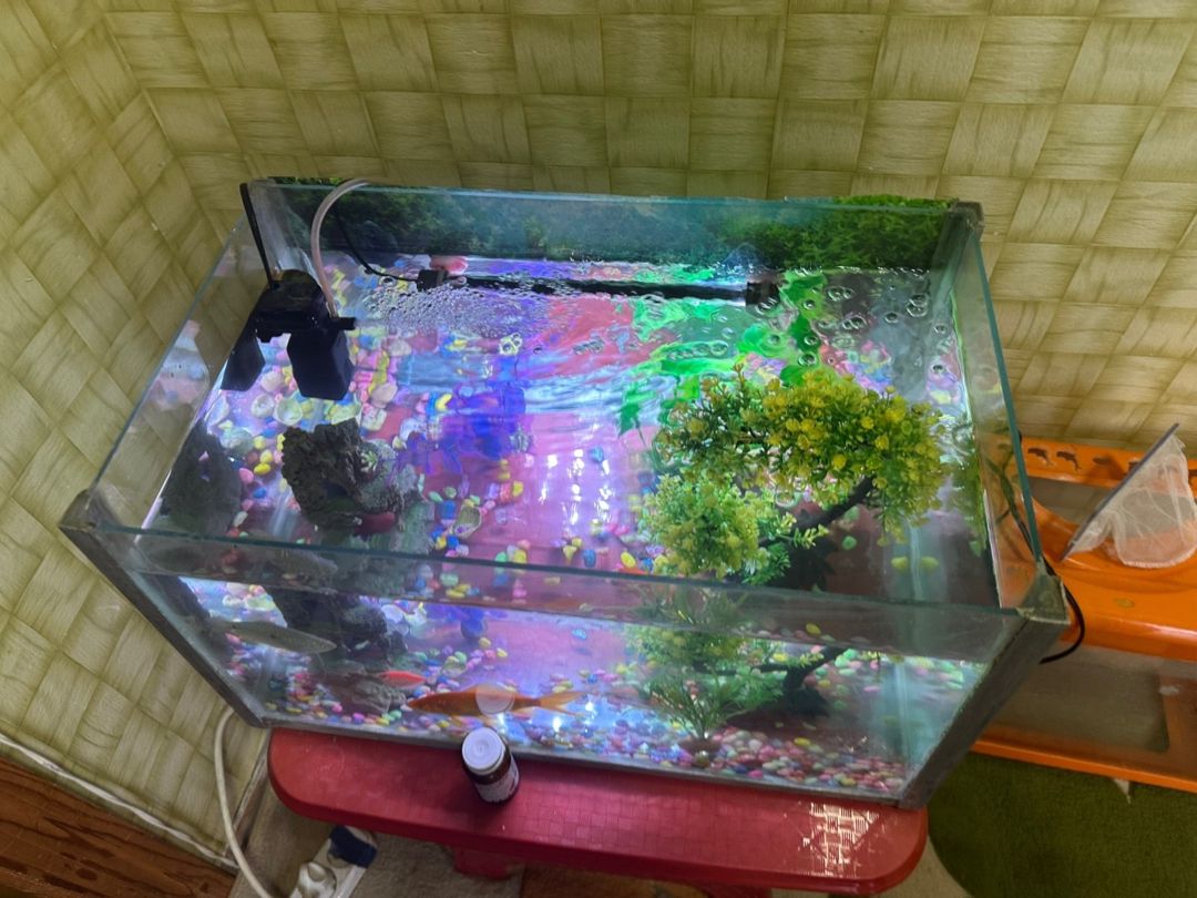 Akvarium — Akvariumlar və balıqlar, Bakı (4)