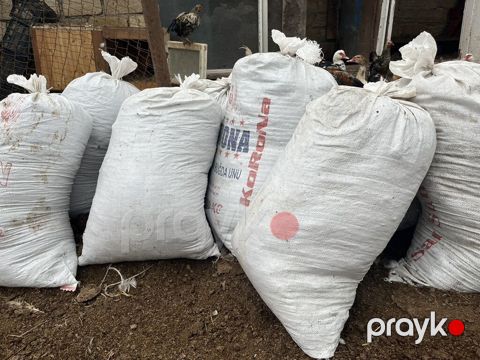 Quru mal peyinidi təmiz peyindi daş qayası yoxdu meşoğu 2 manat