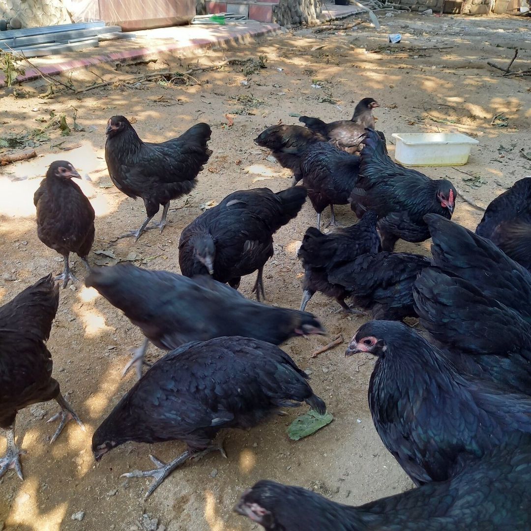 Avstrolorp toyuqları — Quşlar, Bakı (8)