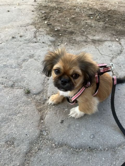 Pekines, 4 ay, Erkək — Sumqayıt