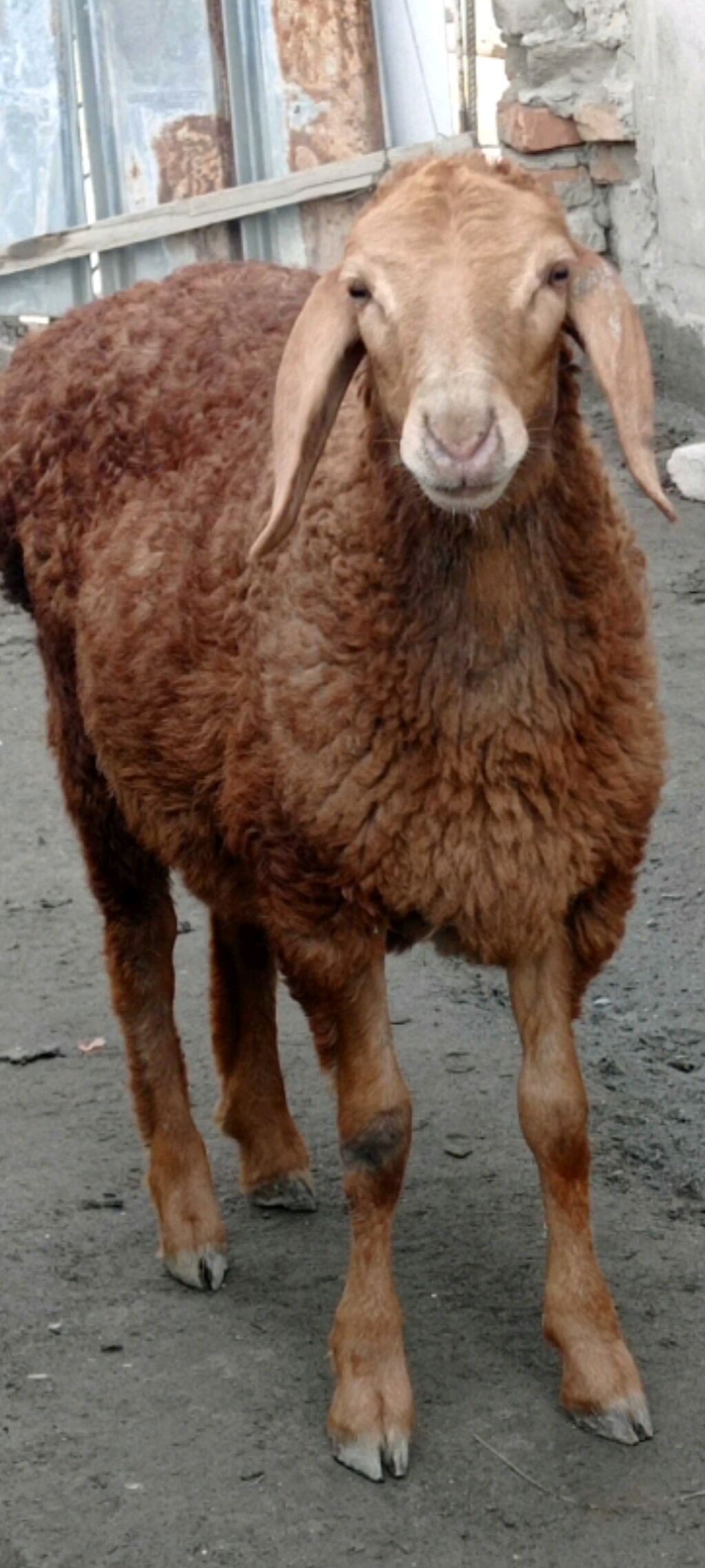 Iki eded erkey quzular — Heyvanlar, Bakı (3)