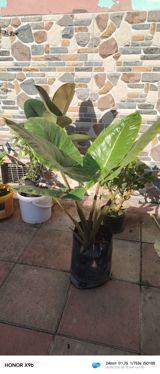 Filodendron (Philodendron) – iri, parlaq yaşıl yarpaqları olan — Gül satışı