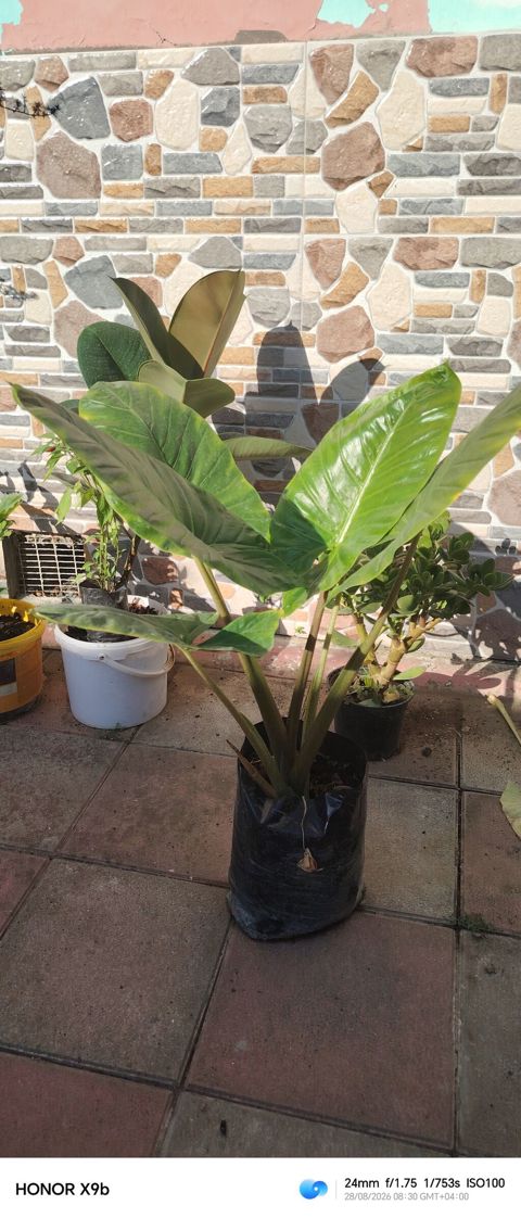 Filodendron (Philodendron) – iri, parlaq yaşıl yarpaqları olan — Bakı