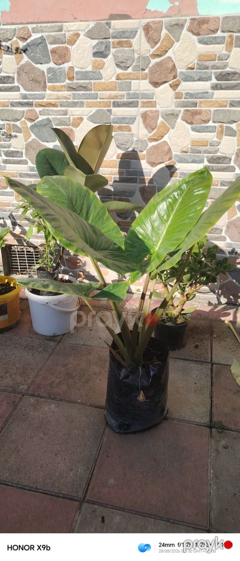 Filodendron (Philodendron) – iri, parlaq yaşıl yarpaqları olan — Bakı