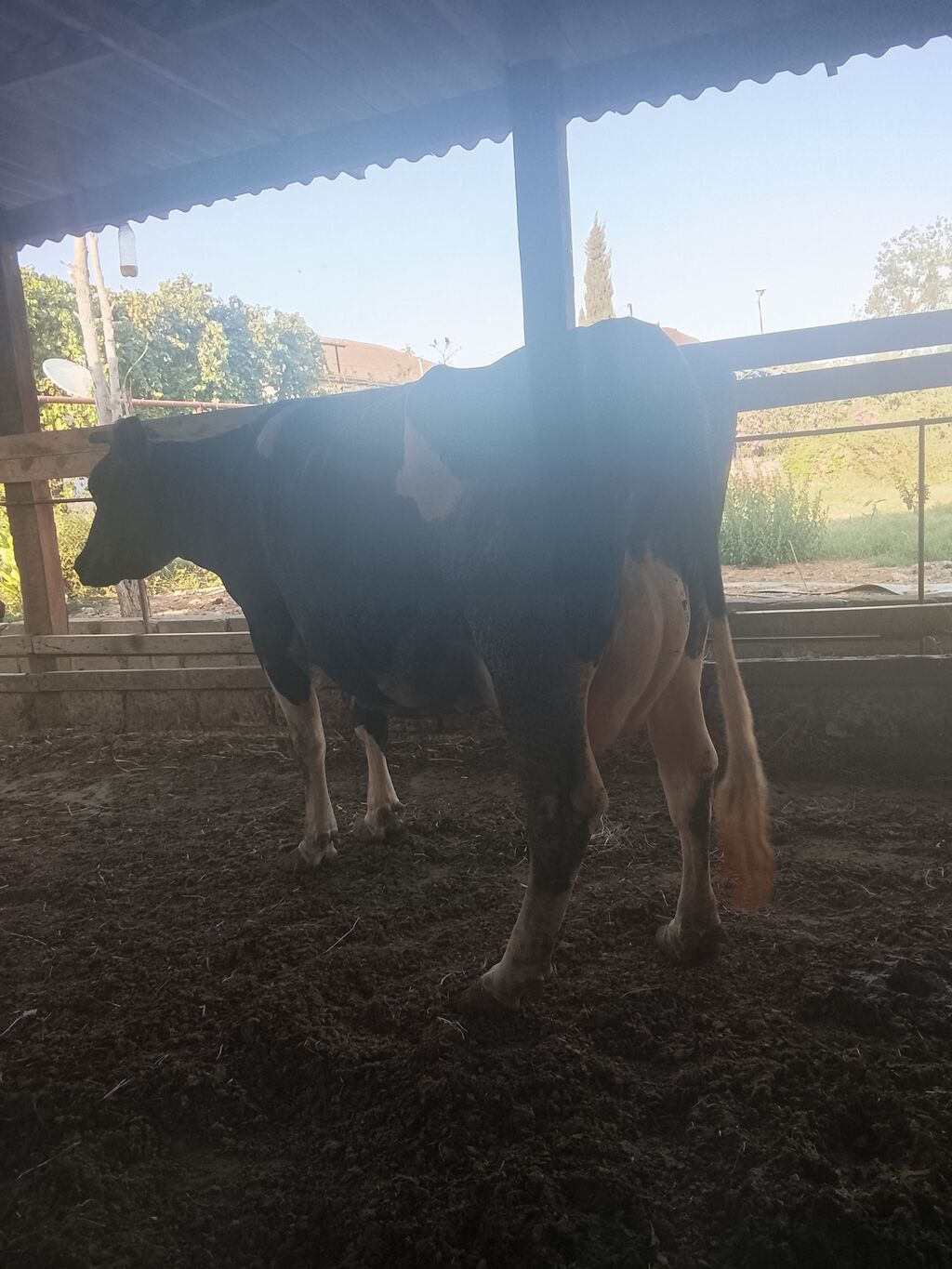 Dişi, Holsteyn, il: 5, Südlük — Heyvanlar, Hacıqabul (2)