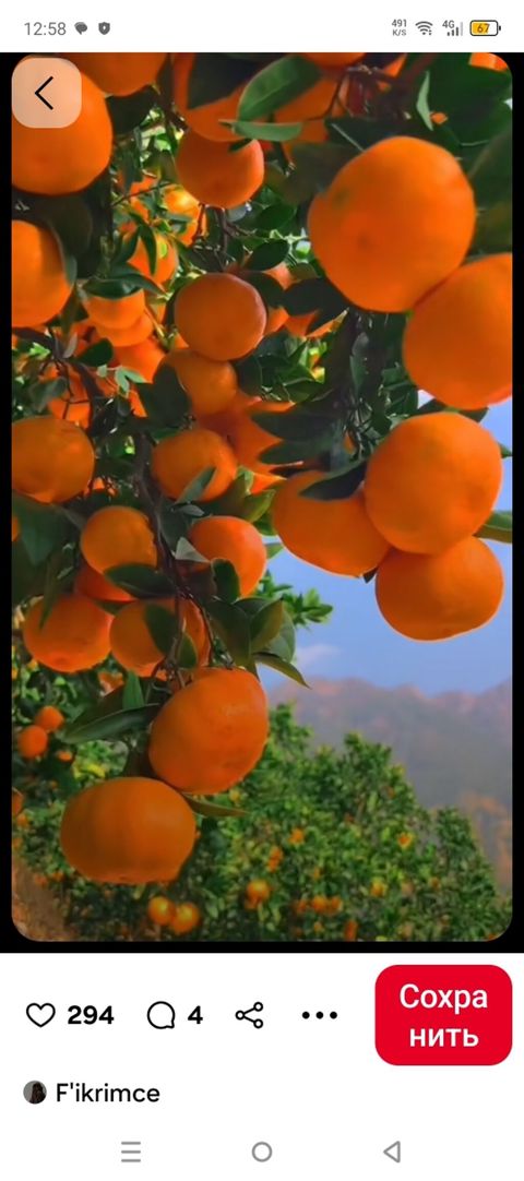 Mandarin (sitrus) tingi fidanları - Növ: Mandalina ağacı (sitrus) — Astara