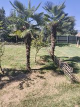 Satılır: Həyətyanı sahə üçün dekorativ palma ağacları (Trachycarpus — Goods