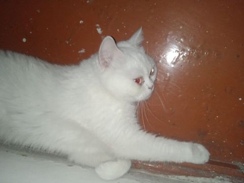 Yaxşı əllərə — Bakı