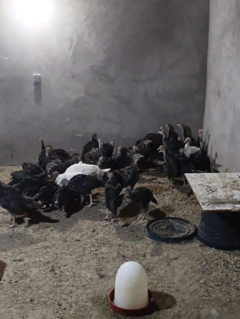 Hinduşka cücələri, Damazlıq — Digah