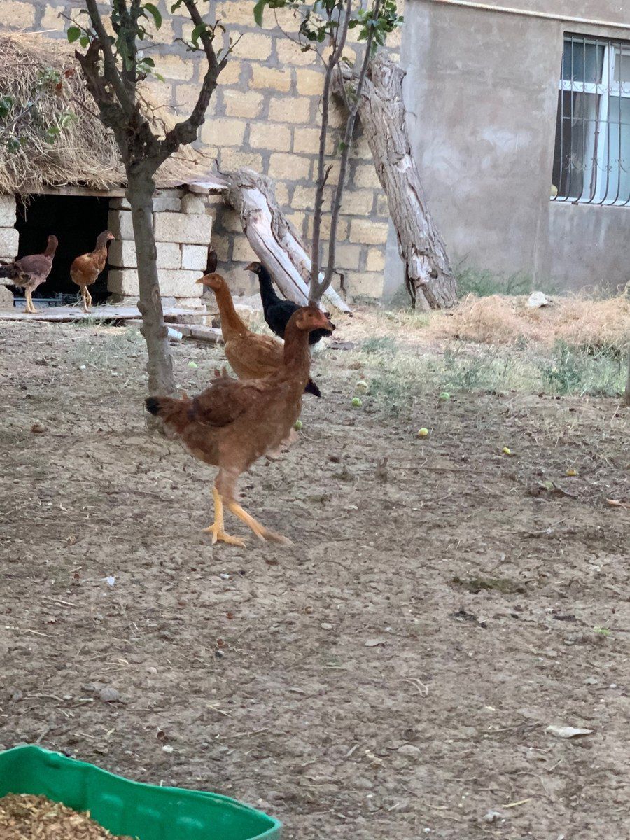Heyratı xoruzu — Quşlar, Bakı (6)